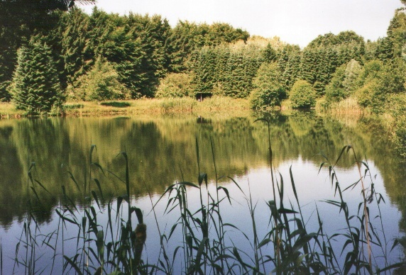 Teich im Hasenmoor.
