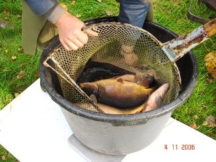 Besatz von Spiegelkarpfen.