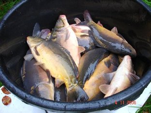 Ein Zentner Karpfen.