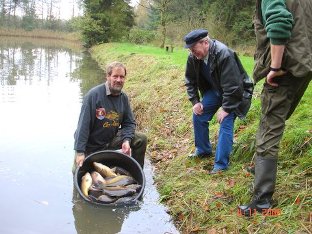 Karpfen werden vorsichtig in das Gew�sser besetzt.