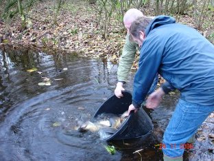 Besatz von Schuppenkarpfen.