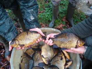 Bildh�bsche Karauschen.