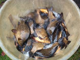 Besatz von gro�en Karauschen.