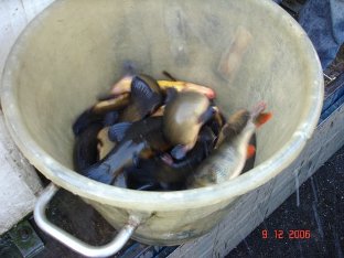 Besatz von gro�en Schleien und einigen sch�nen Barschen.