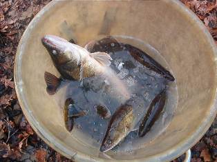 Eine bunte Mischung Besatzzandern.