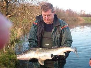 Kapitaler Laichzander wird in Appen besetzt.