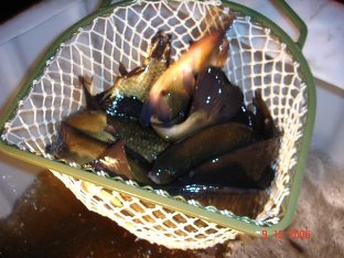 Besatz von Karauschen und Schleien.